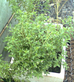 Stevia Plant at Palm Agrotech