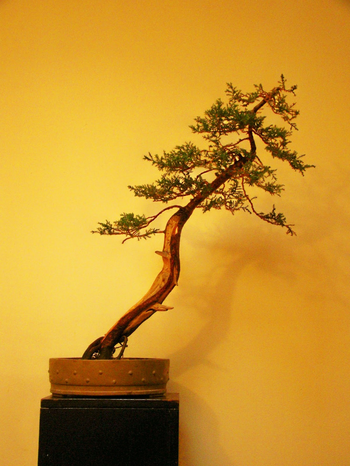 VIVEBONSAI EN LA SENDA ボンサイ A LO LARGO DEL CAMINO BONSAI