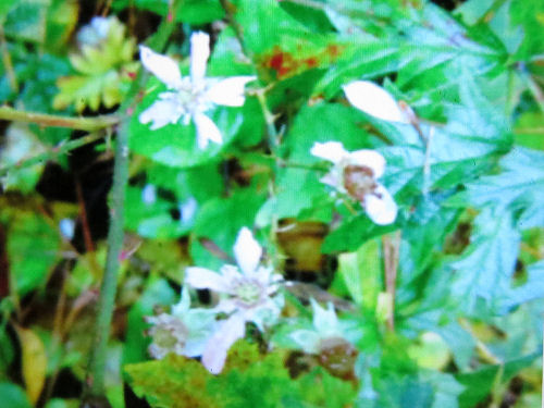 Rubus laciniatus