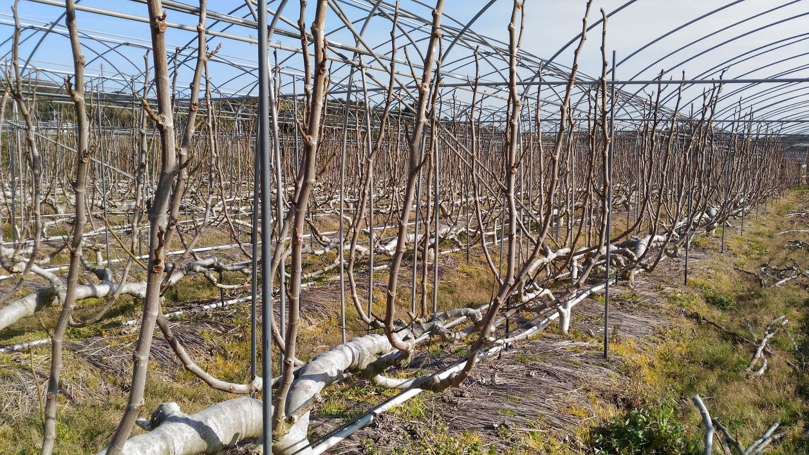 イチジク の 木 の 剪定