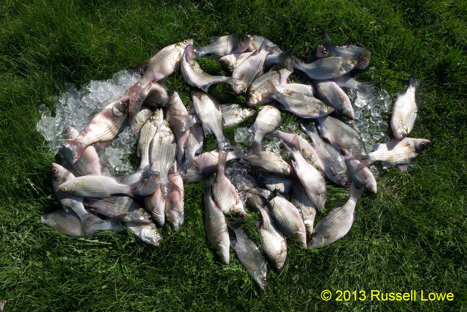 "The Way I See It" White Bass Fishing Fremont, Wisconsin May 2013