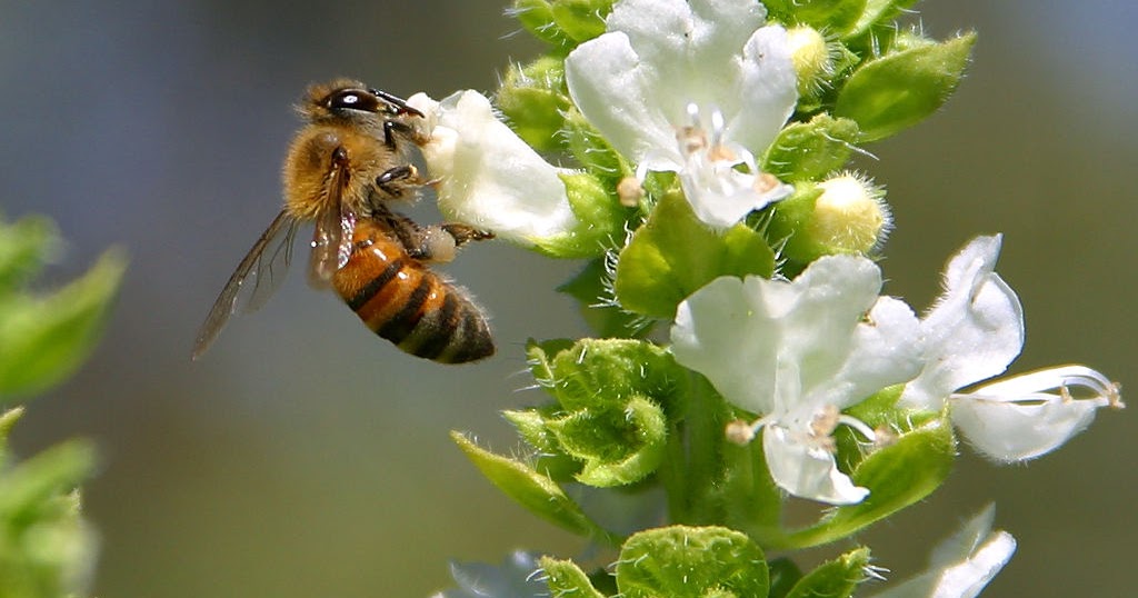 Время нектара. Пчела на гречихе. Пчелы на акации. Цветы у которых сладкий нектар. Гречиха с пчелой медоносы.