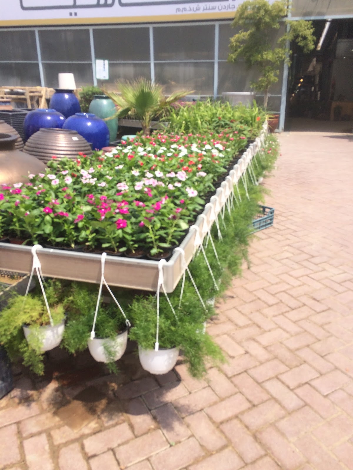 Life with Chickenruby Dubai Municipality Nursery and Indoor plants