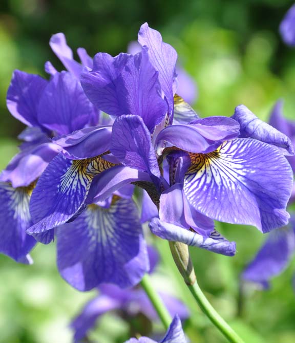 Three Dogs in a Garden How to Grow Siberian Iris