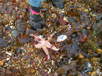 southsea beach seaweed washed up bad weather