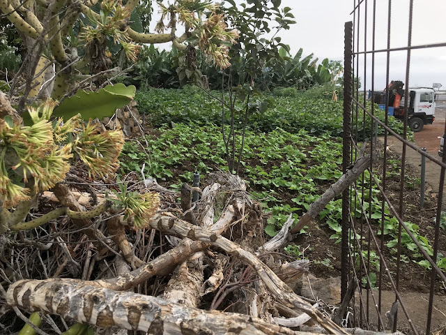 Süßkartoffelanbau im Garten Süßkartoffelanbau im Garten