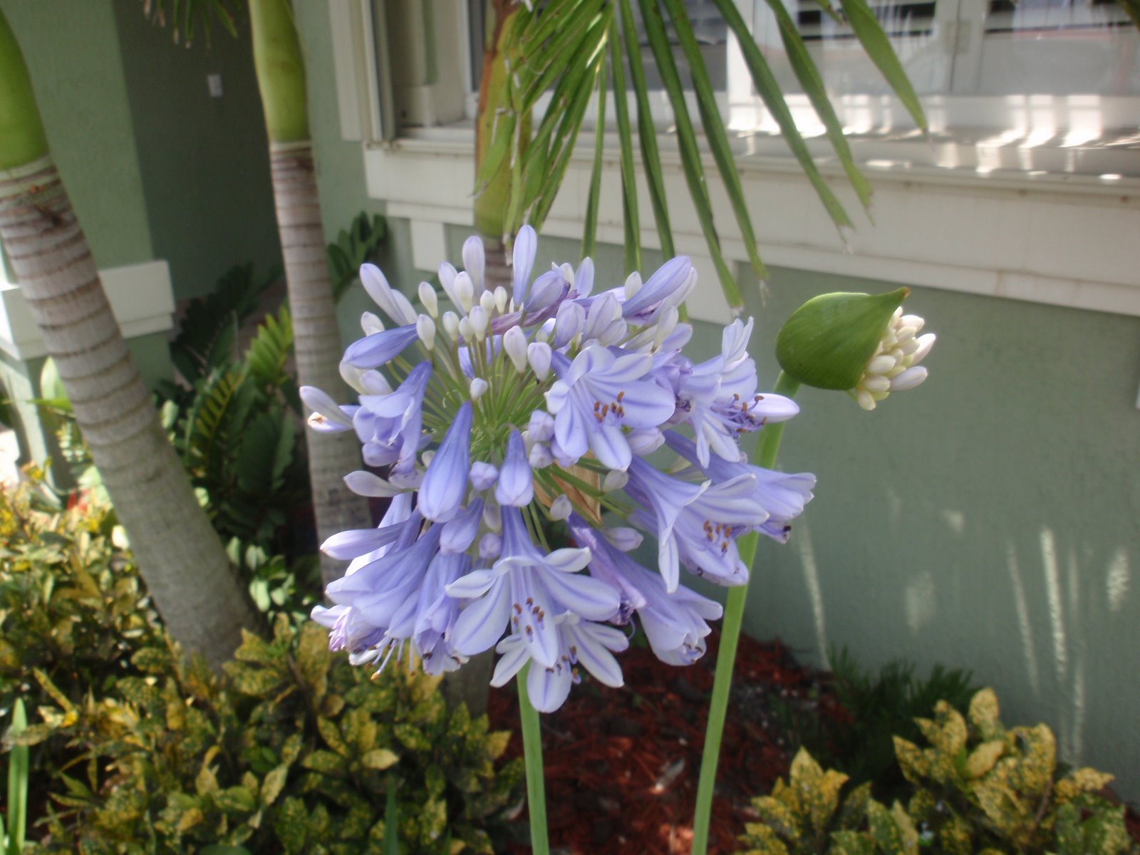 South Florida Gardening Blog: April 2011