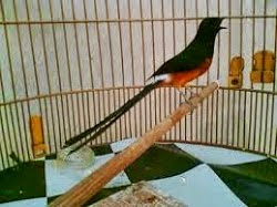gambar burung murai batu juara - foto hewan