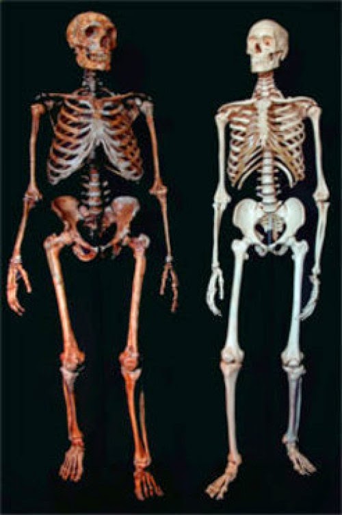 Did Europeans get fat from Neanderthals?
