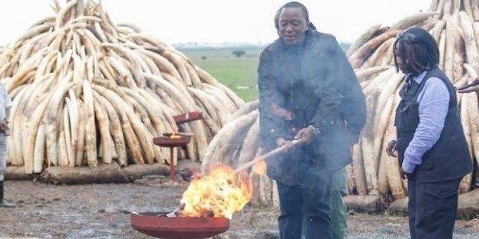 Raila Rubbishes Uhuru Ivory Burning...