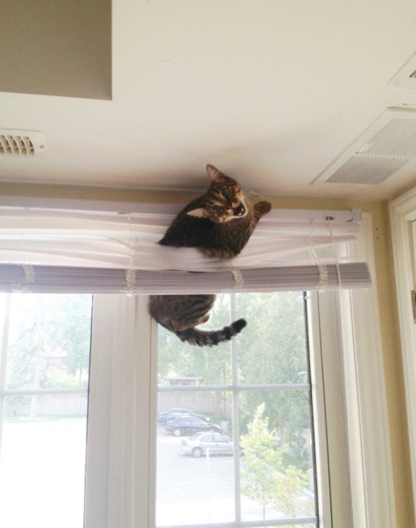Funny cats - part 332, cat photos and gifs, best cat gif, adorable cats