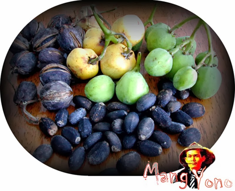 Makan buah Jatropha Curcas (Jarak Pagar) bikin weureu / keracunan