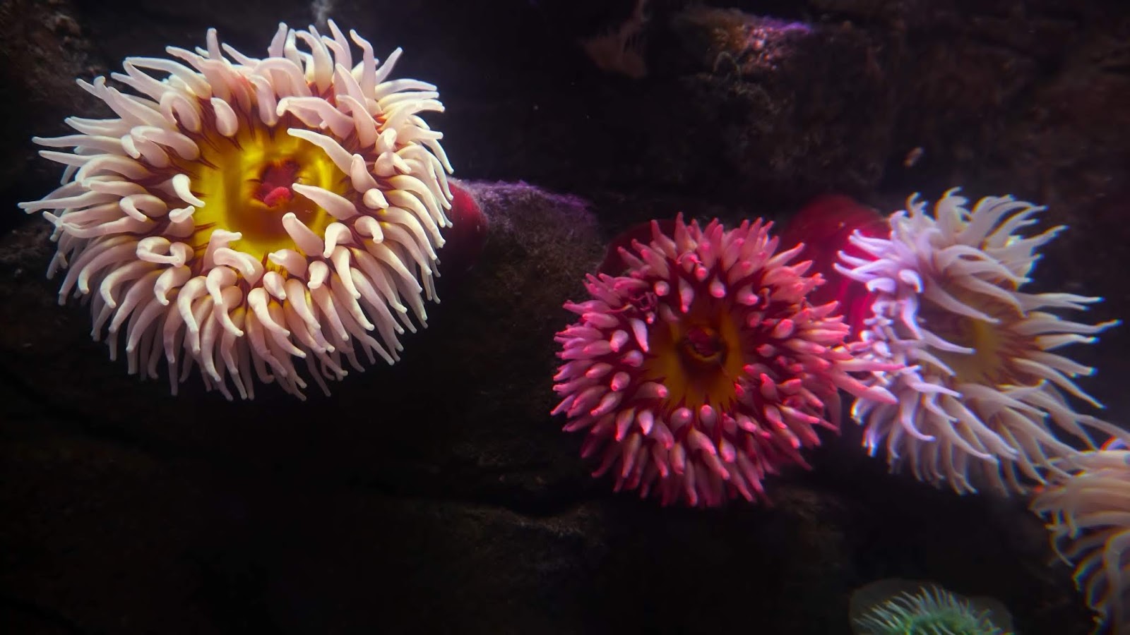 the best 4k aquarium for relaxation