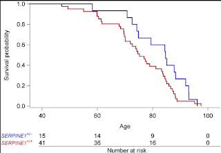 SERPINE1 mutations confer longer lives