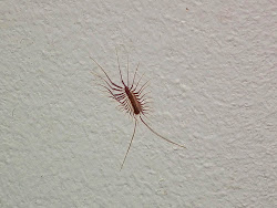 coleoptrata scutigera centipede wait inverted typical sit hunting