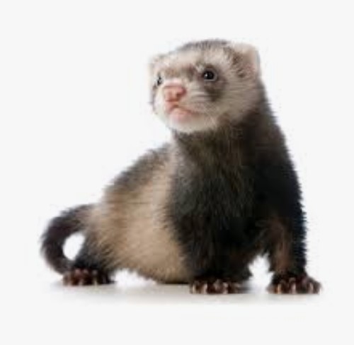 evde beslenebilecek 6 ilginc hayvan turu