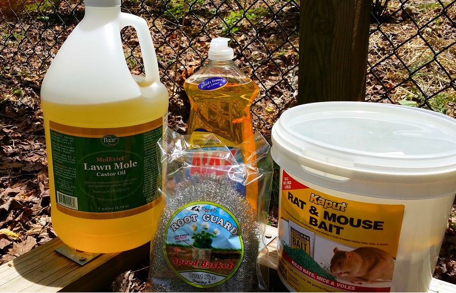 Just the Right Size How to Control Voles in Your Yard