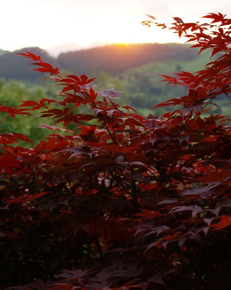 ácer autropurpúreo