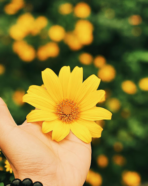 Hình ảnh bông hoa, cánh đồng hoa Dã Quỳ đẹp ngỡ ngàng