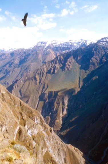 Cañón del Colca - Arequipa Foto de un cóndor volando en el Cañon de Colca