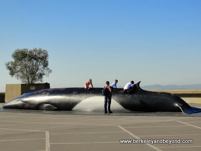 kids can climb on a life-size adolescent fin whale sculpture outside on the plaza at the Lawrence Hall of Science in Berkeley, California