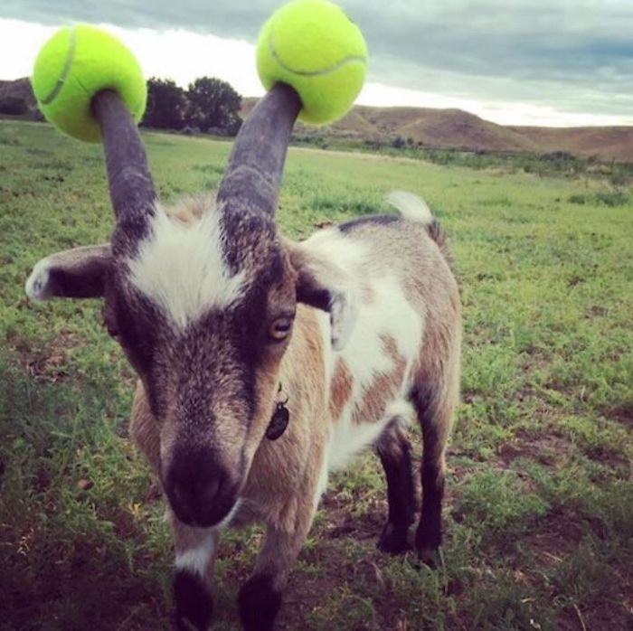 14 Pictures Of Misbehaving Goats That Were Made To Wear Pool Noodles For Everybody’s Safety