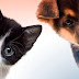 Venite a conoscere tutti i miei amici animali!