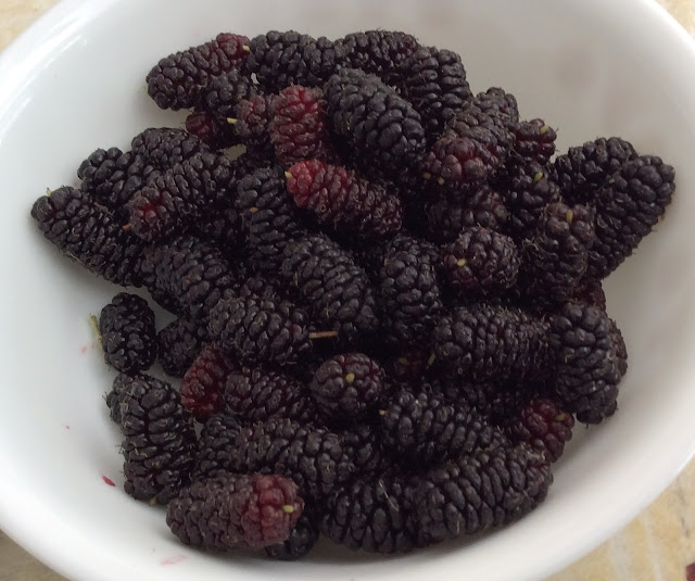 Illinois Everbearing Mulberry