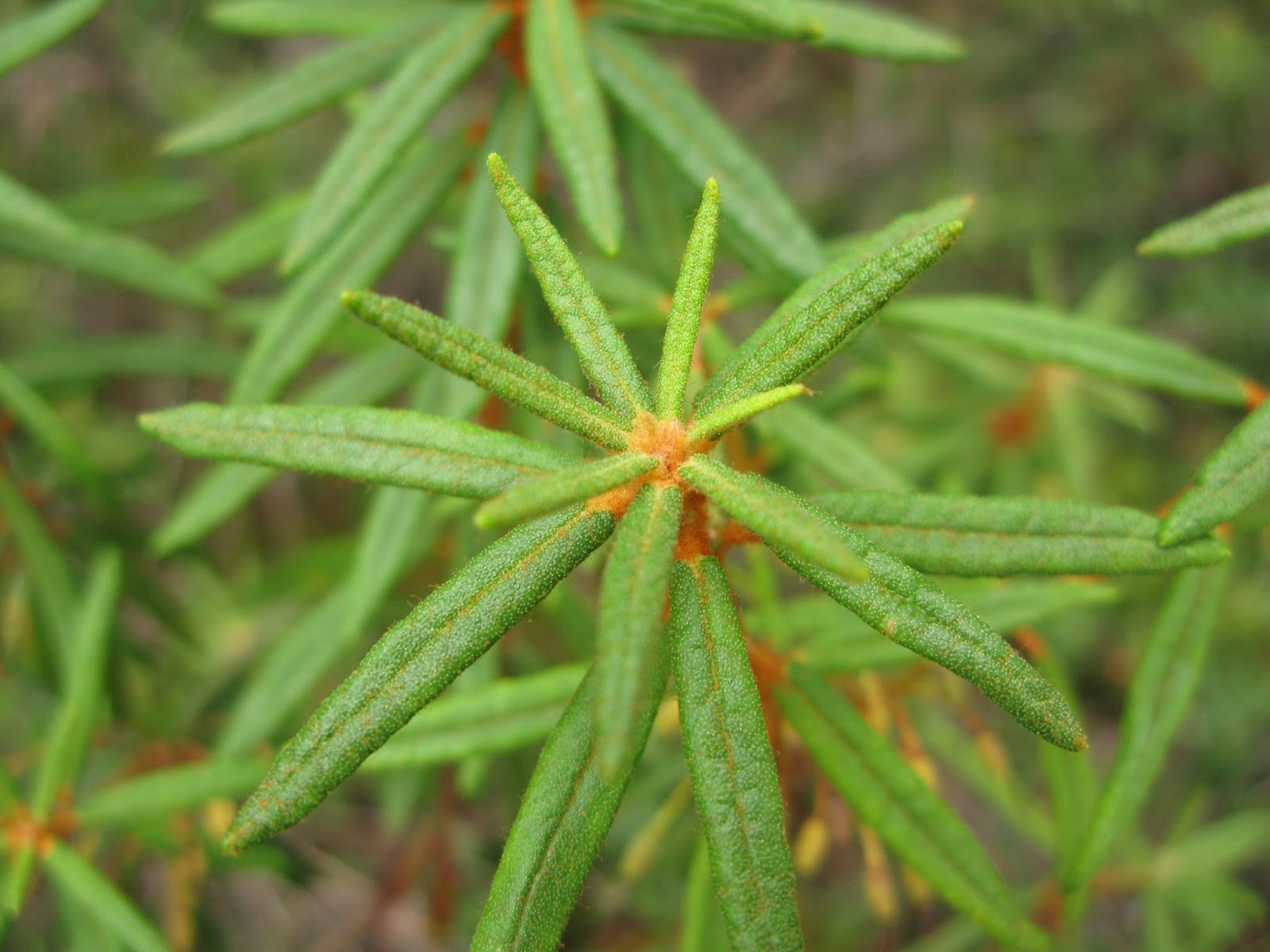 Creators Garden Labrador Tea, Mshkiigabag