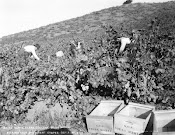 Valley Workers Harvest Grapes