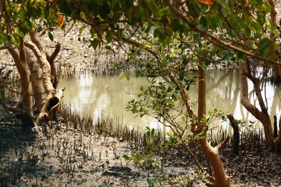 The World’s largest Mangrove Forest avalshe98