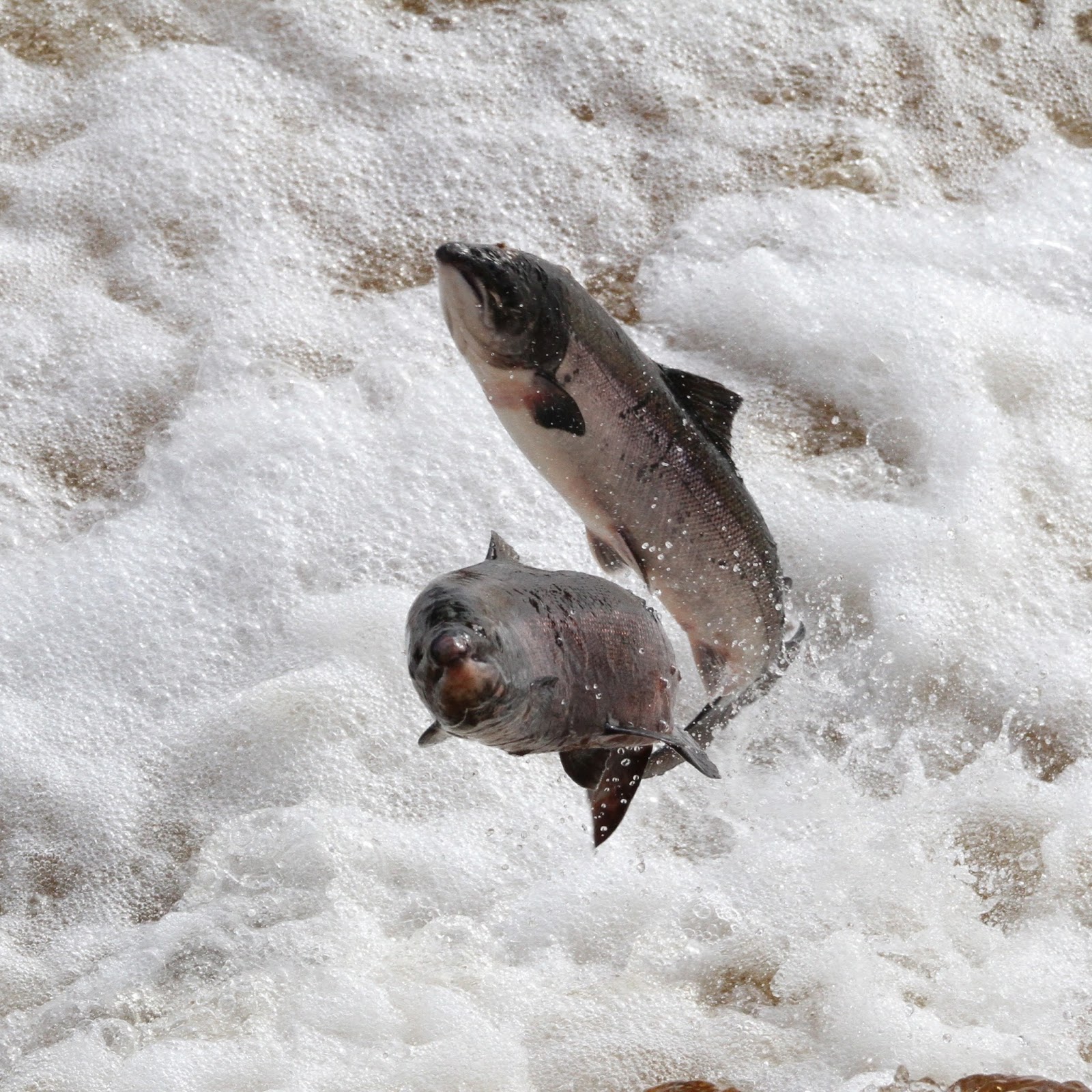 TrogTrogBlog Leaping salmon at Hexham weir
