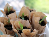 5 household items that make perfect seedling starters