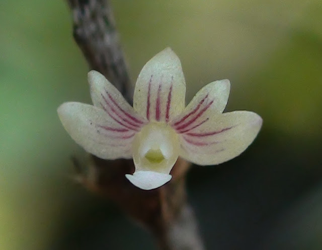 Wild orchids in sumatra: Aporum aloifolium (Blume) Brieger, 1981 f ...