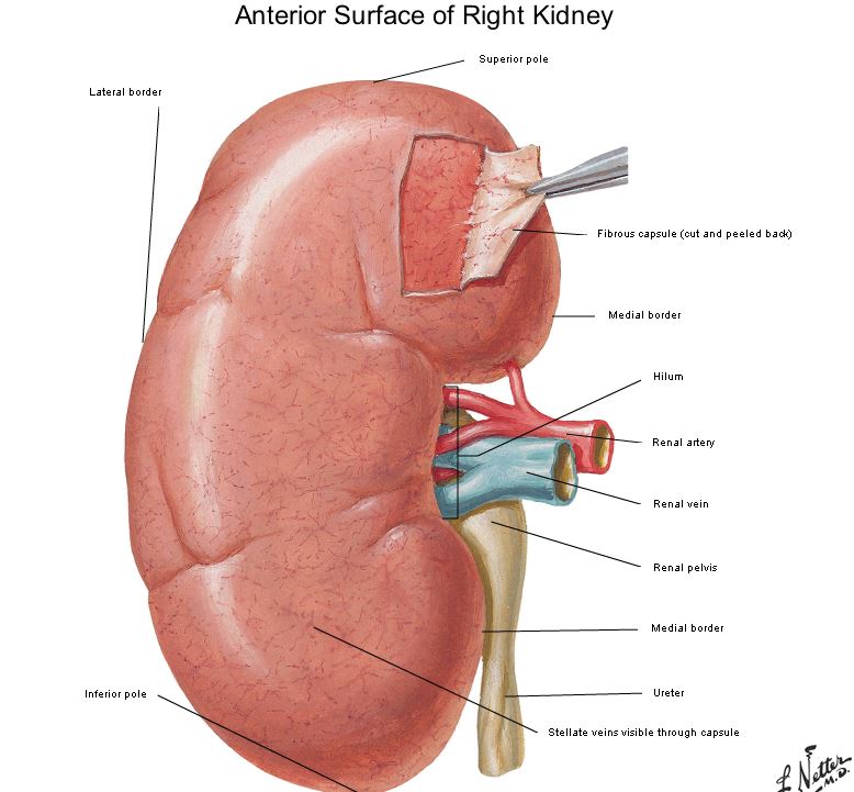 Ahmed Sadawi Glomerulonephritis Kidney Anatomy