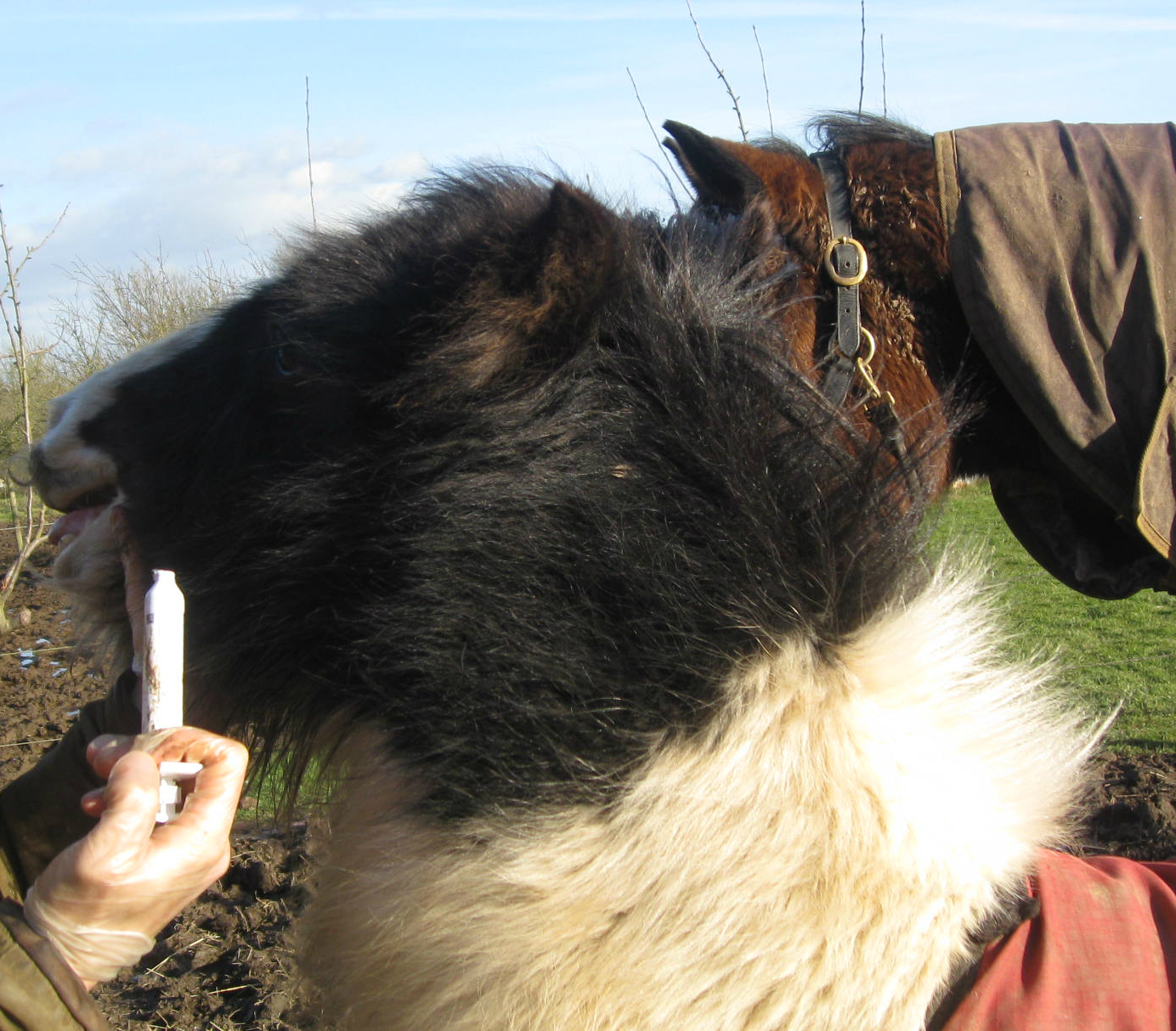 Adversity a Pony's Tale Deworming the abandoned foal