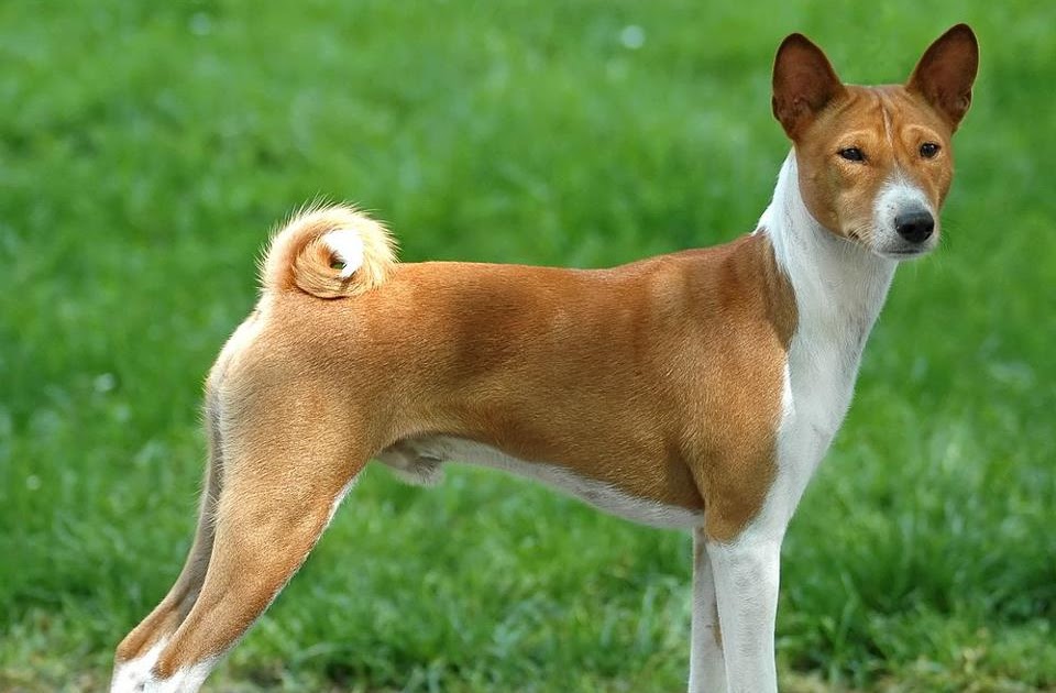 FUN FACTS: THE BARKLESS DOG FUN FACTS: THE BARKLESS DOG