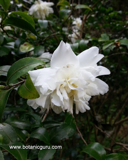 Camellia sasanqua