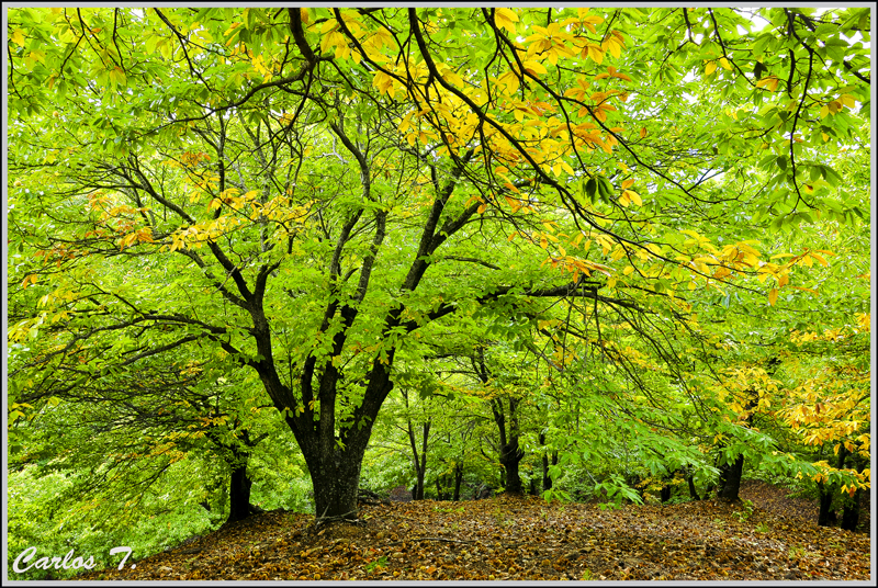 SERRANIA DE RONDA, naturaleza: 28 de octubre de 2012