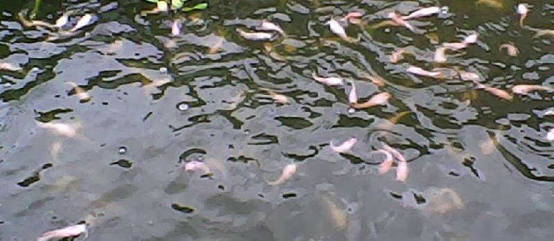 Cara Budidaya Ikan Lele Putih (Lele Bule) Albino Clarias Catfish untuk Pemula