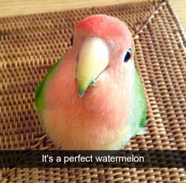 
Have A Look Into The Hilarious Real Lives Of Animals Via Snapchat (29 Pics).