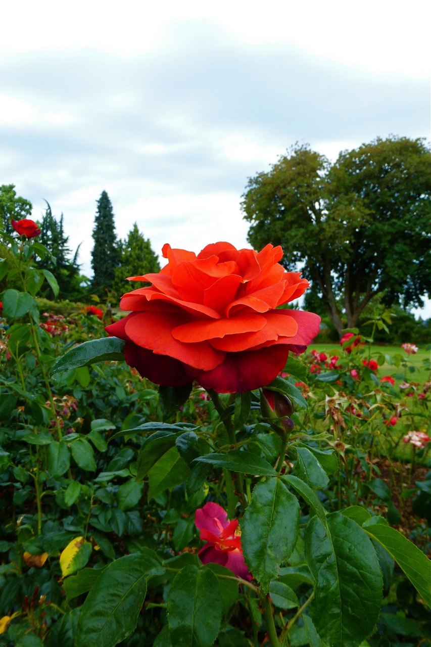 Owen Rose Garden, Hot Cocoa rose, rose, red rose, rose garden