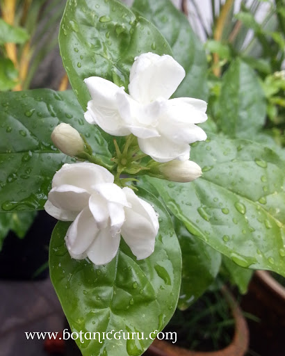 Jasminum sambac