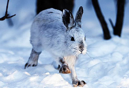 Snowshoe Hare Virus - Disease