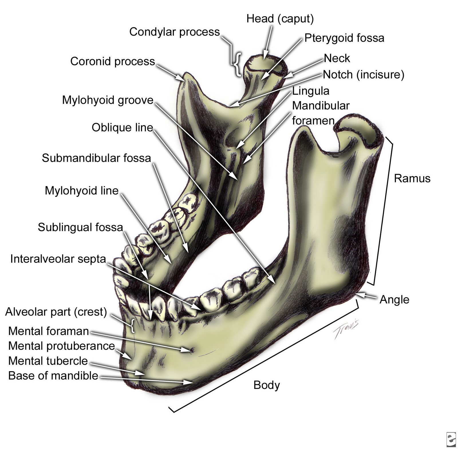 WizDent: Mandible-anatomy