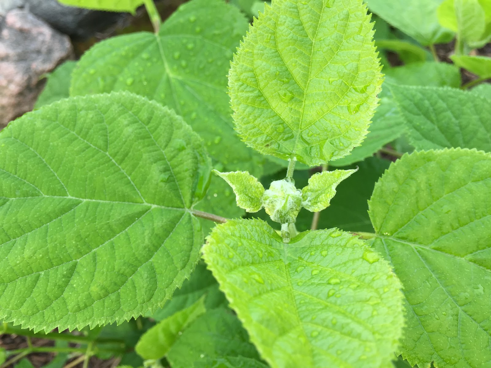 Three Dogs In A Garden The New Dwarf Hydrangeas