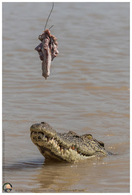 Jumping Crocs Jumping Crocs