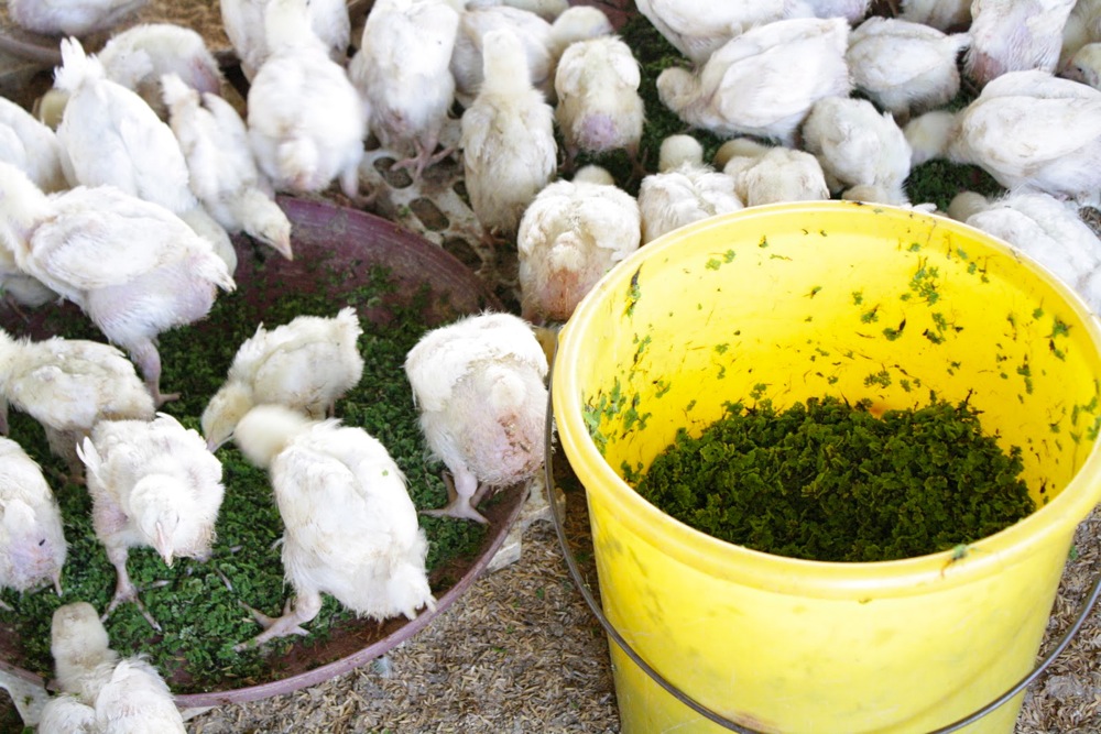 What are The Uses of Azolla world agriculture