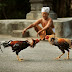 Panduan dan Peraturan Dalam Permainan Sabung Ayam Online Indonesia
