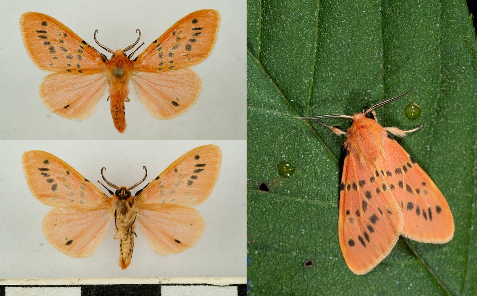 無脊椎動物 - カマキリ 昆虫は頭、胸部、腹部からなる体を持っています。